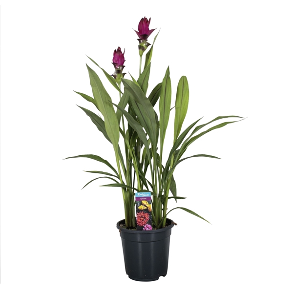 <h4>Curcuma Skyline 19cm</h4>