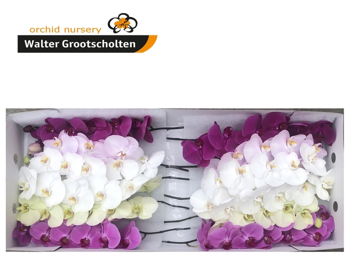 <h4>Phalaenopsis Mix Surprise 10-14 Doos</h4>