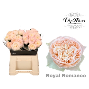 R GR ROYAL ROMANCE