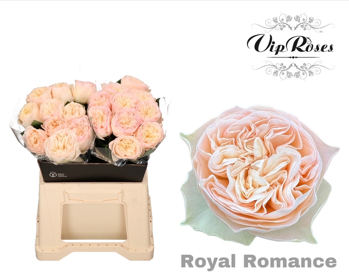 <h4>R GR ROYAL ROMANCE</h4>