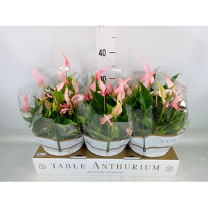 Anthurium andr. 'Lilli'