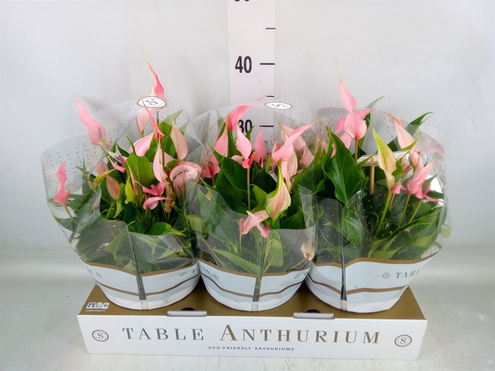 <h4>Anthurium andr. 'Lilli'</h4>
