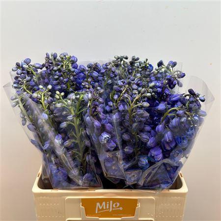 <h4>Delph Du Guard Blue</h4>