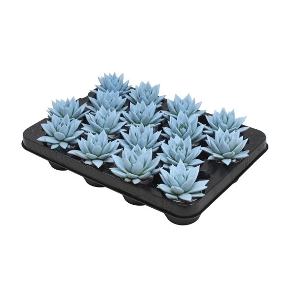 <h4>Echeveria coloured pastel blue</h4>