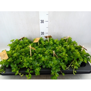 Peperomia rotundifolia