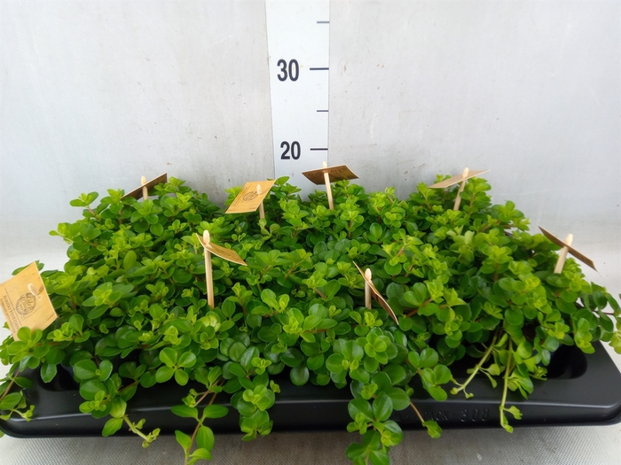 <h4>Peperomia rotundifolia</h4>