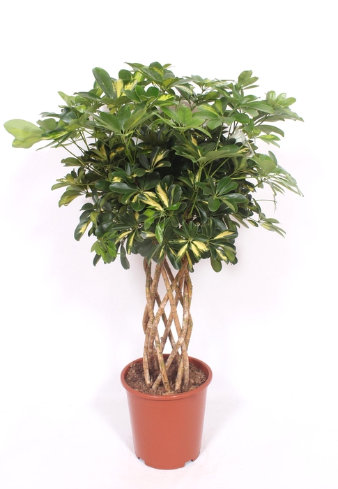 <h4>Schefflera Gold Capella</h4>