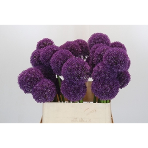 Allium Grootbloemig