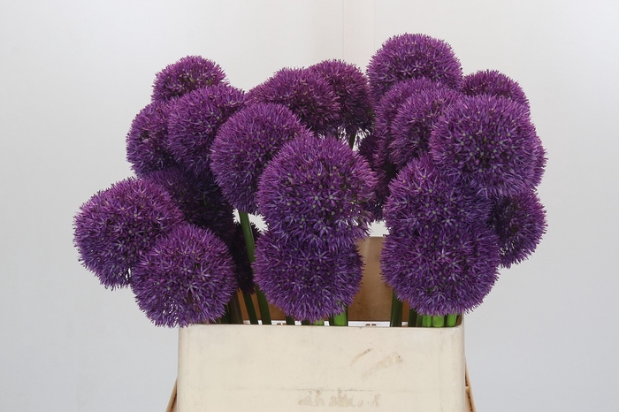 <h4>Allium Grootbloemig</h4>