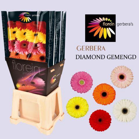 <h4>Gerbera Mix 4 Kleuren Diamond</h4>
