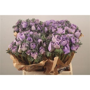 Anemone Powder Lavendel
