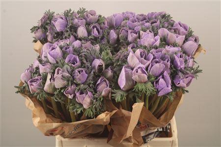 <h4>Anemone Powder Lavendel</h4>