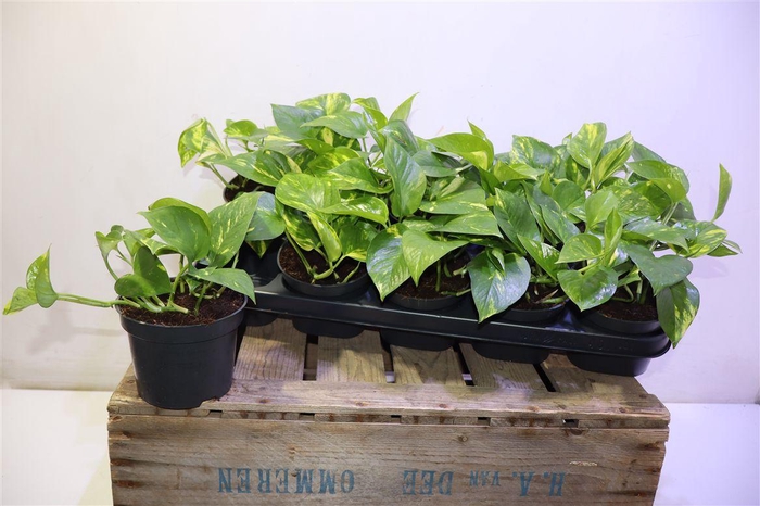 <h4>arr8 Epipr Aureum</h4>