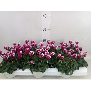 Cyclamen KL 'Snowridge Mini'