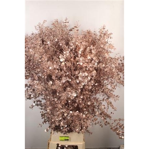 Euca V Gunni Champagne