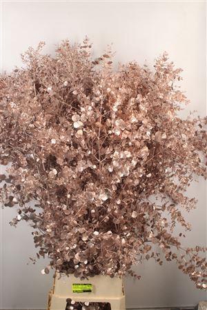 <h4>Euca V Gunni Champagne</h4>