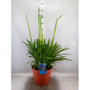 Agapanthus TR 'Dr. Brouwer'