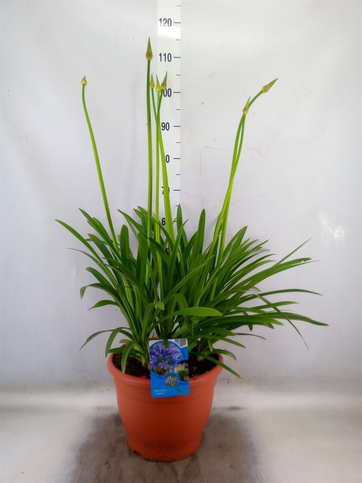 <h4>Agapanthus TR 'Dr. Brouwer'</h4>