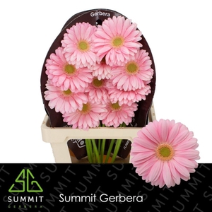 Gerbera Plot Flowerracket