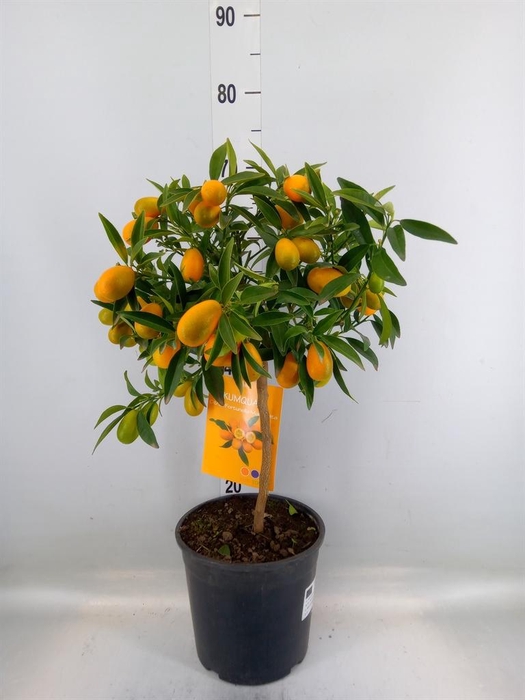 <h4>Citrofortunella mic.</h4>