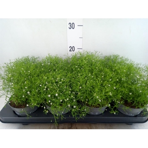 Gypsophila muralis 'Fleur White'