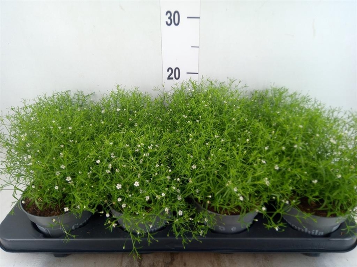 <h4>Gypsophila muralis 'Fleur White'</h4>