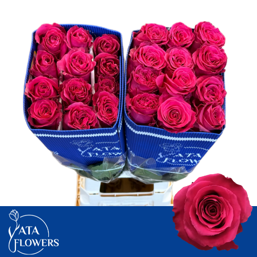 <h4>R GR FULL MONTY!</h4>