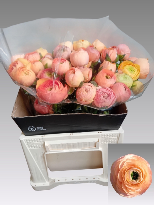 <h4>RAN AAZUR PEACH</h4>