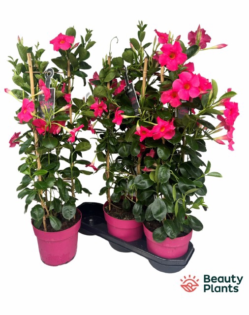 <h4>MANDE SUN PR ROSE</h4>