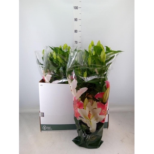 Lilium ori.  'Sunny Camino'