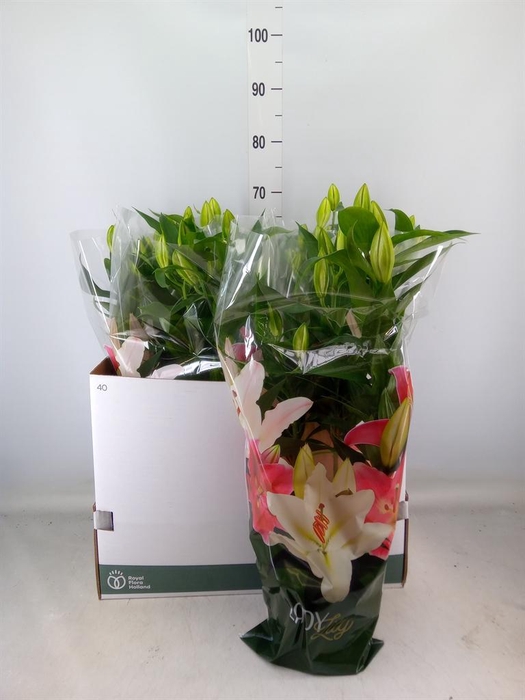 <h4>Lilium ori. 'Sunny Camino'</h4>