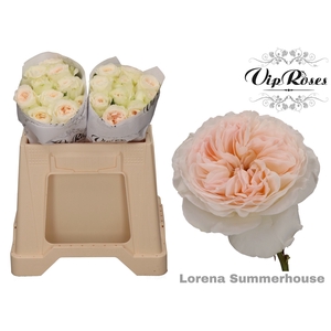 R GR LORENA SUMMERH