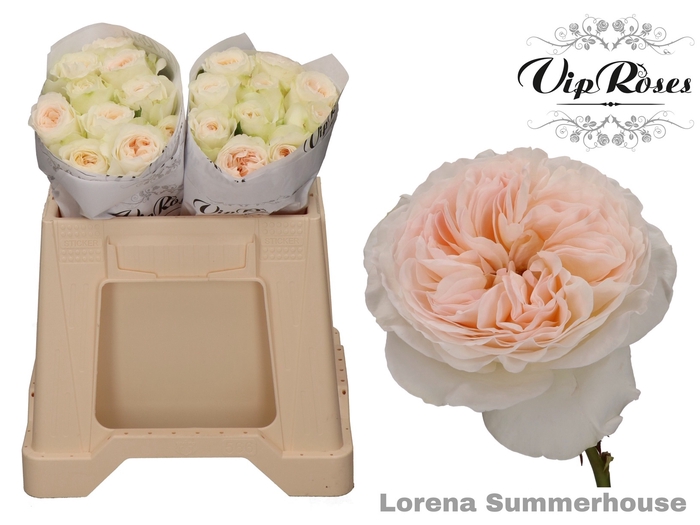 <h4>R GR LORENA SUMMERH</h4>
