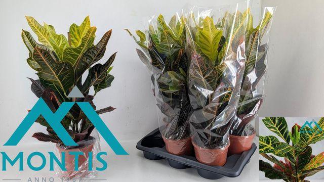 <h4>Cod Gr Excellent</h4>