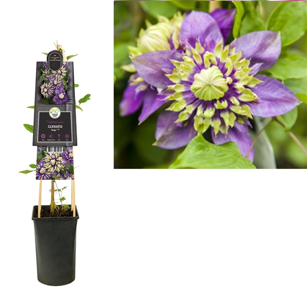 <h4>Clematis florida 'Taiga' PBR +3.0 label</h4>