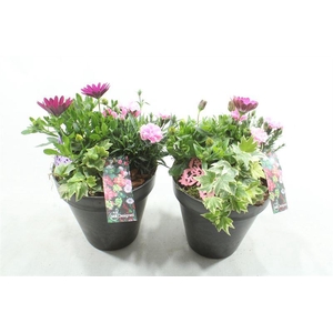 BU106 BLACK EMMER BT