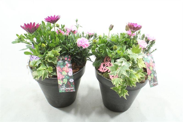 <h4>BU106 BLACK EMMER BT</h4>