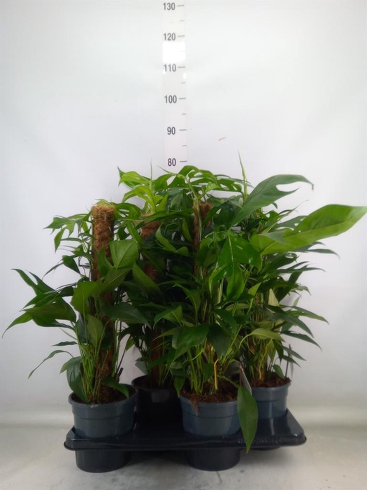 <h4>Epipremnum pinn. 'Baltic Blue'</h4>