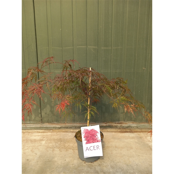 <h4>Acer palmatum Garnet</h4>