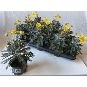 EURYOPS SILVER STAR