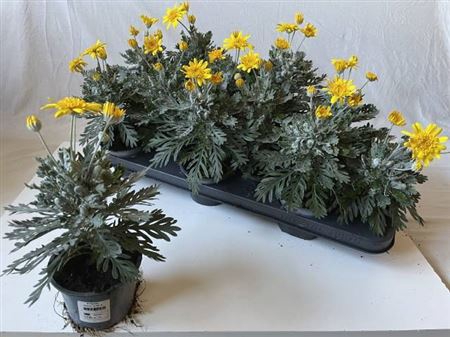 <h4>EURYOPS SILVER STAR</h4>
