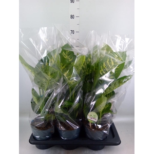 Dieffenbachia seg. 'Reeva'