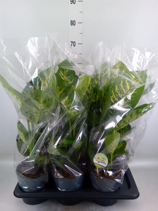 <h4>Dieffenbachia seg. 'Reeva'</h4>