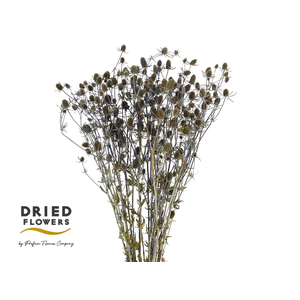 Dried Eryngium Blue