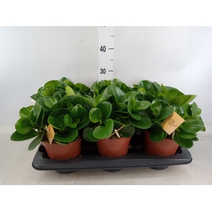 Peperomia obt. 'Green Gold'