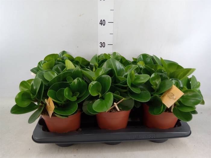 <h4>Peperomia obt. 'Green Gold'</h4>