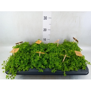 Pilea depressa