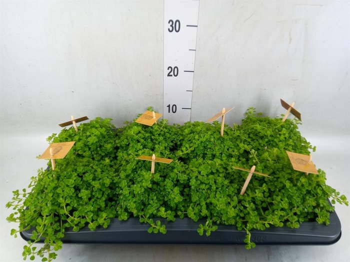 <h4>Pilea depressa</h4>