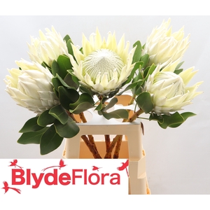 PROTEA CY AYOBA A IC