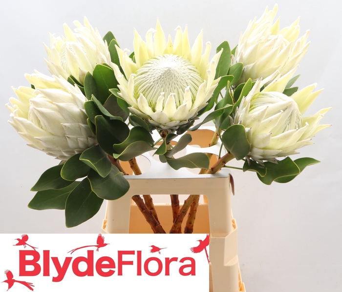 <h4>PROTEA CY AYOBA A IC</h4>